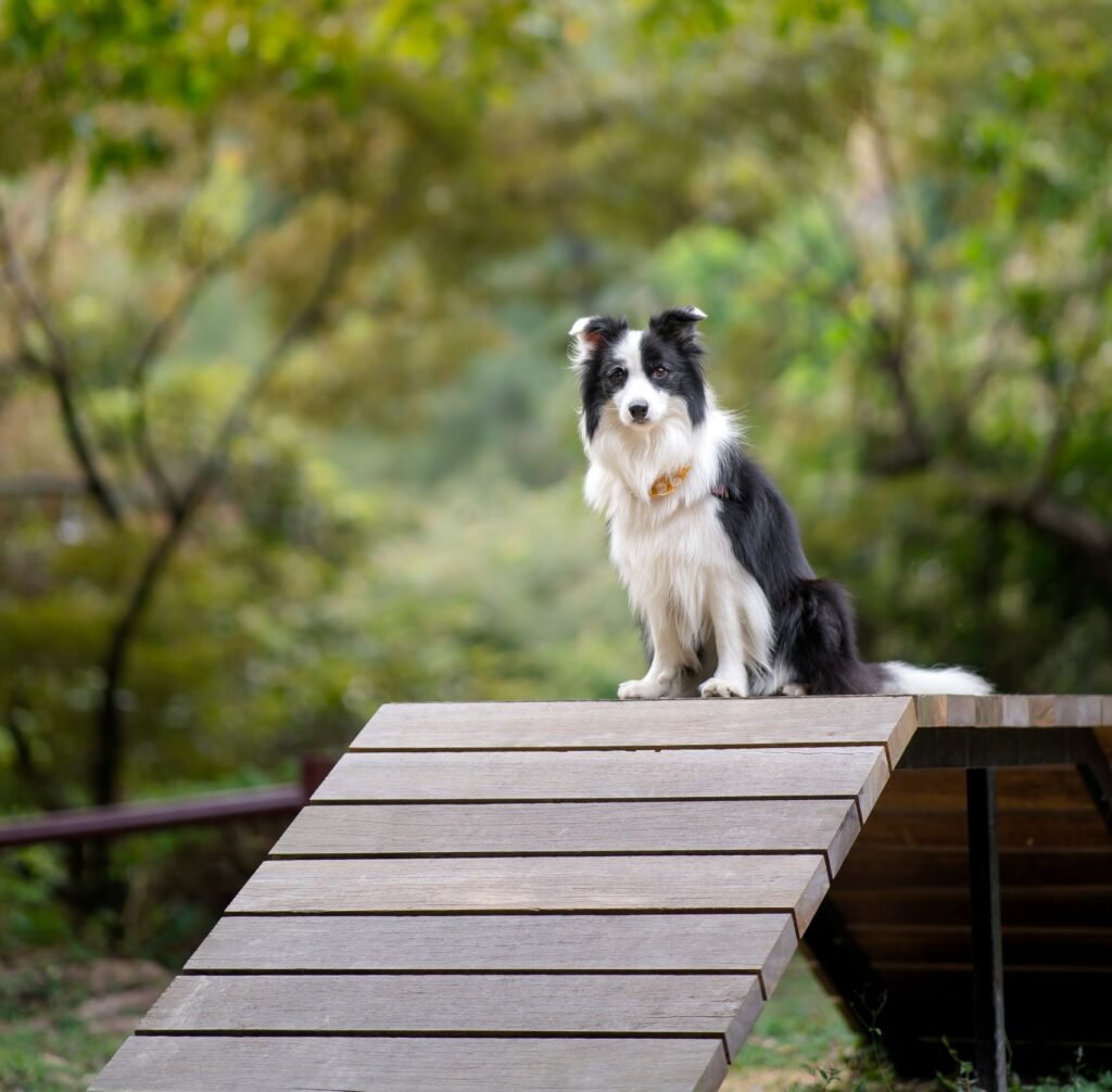 Black-and-white Border Collie sitting atop an agility ramp in a wooded setting.